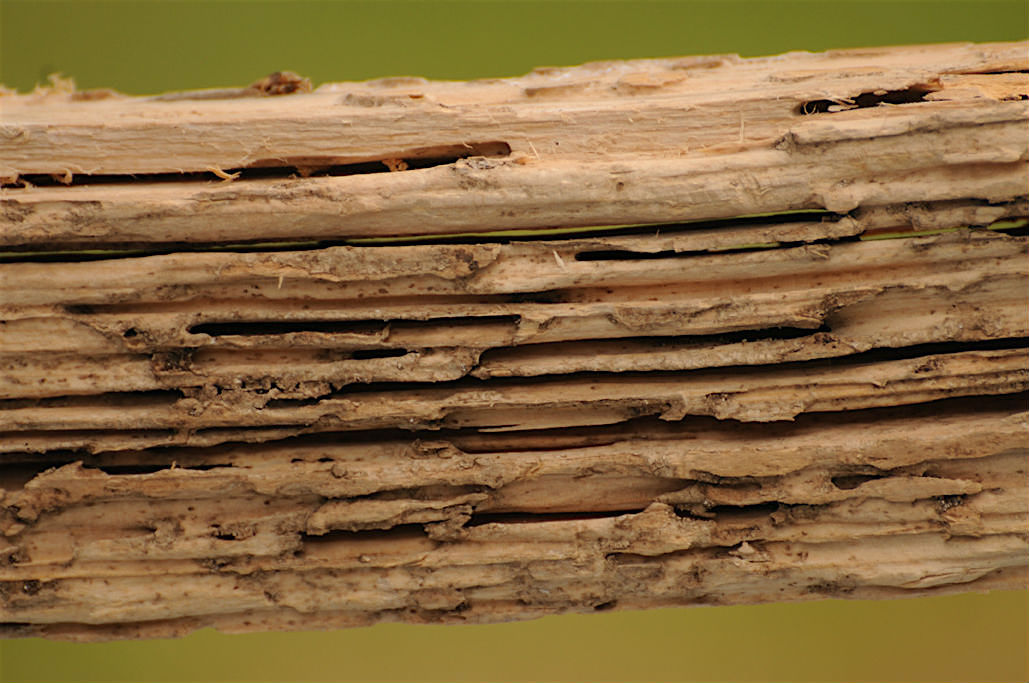 termite damaged timber1