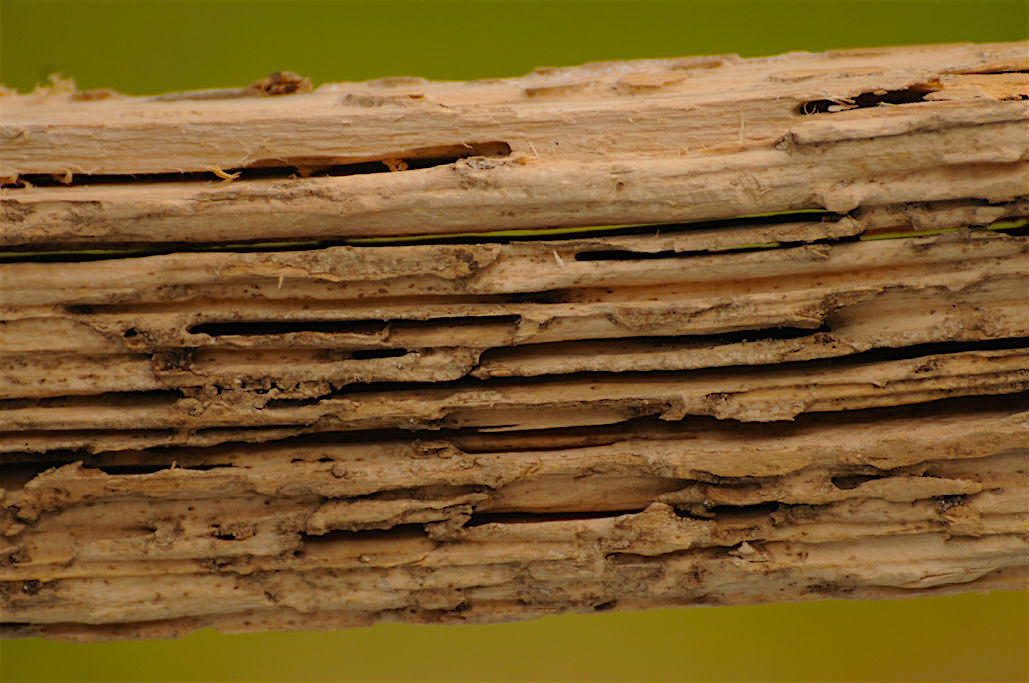 Timber beam that has termite damage.